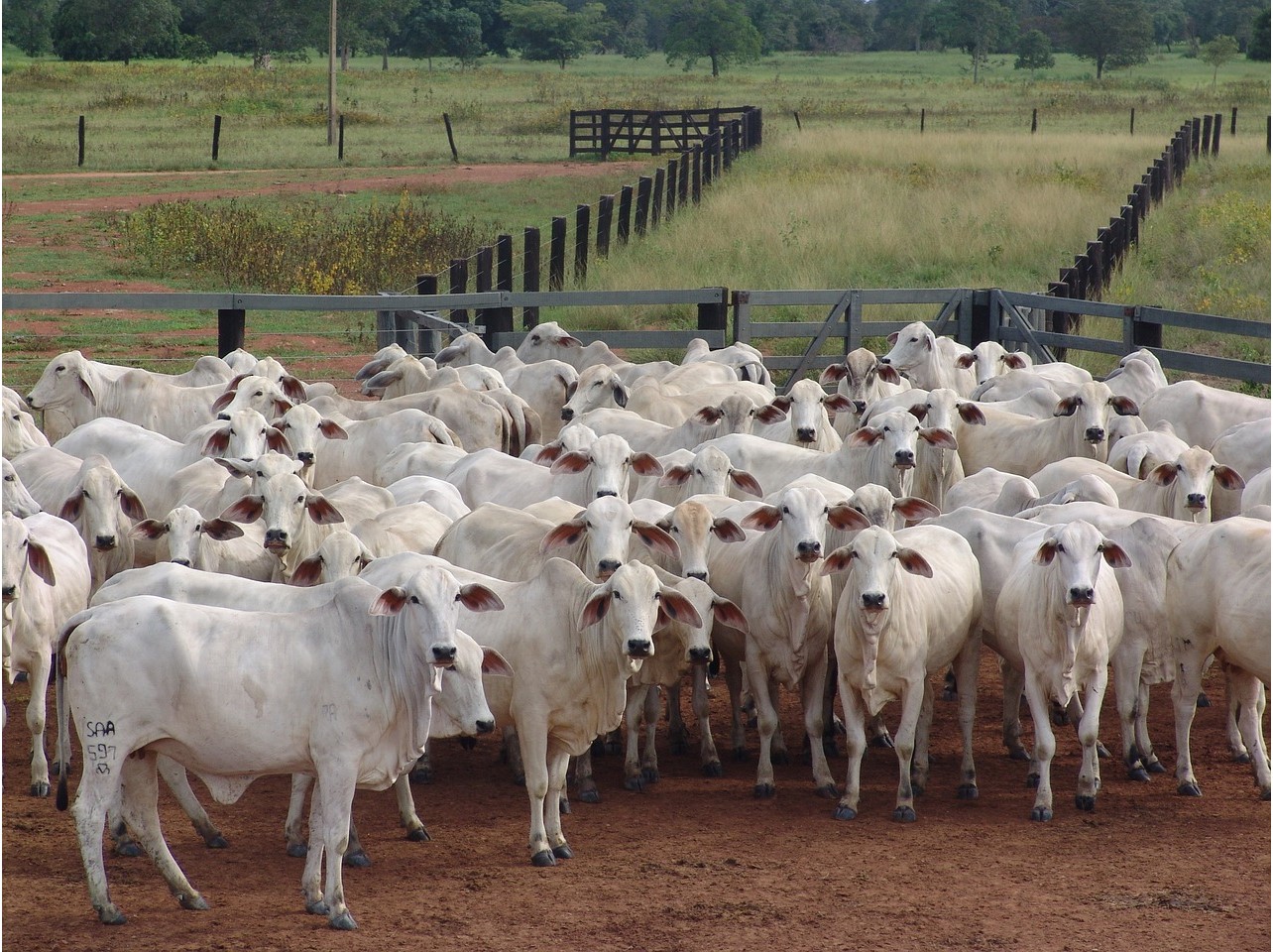 Carne bovina brasileira ainda enfrenta resistência na Europa