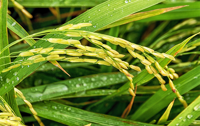 Arroz: De forma pontual, colheita da safra 2024/25 é iniciada no RS