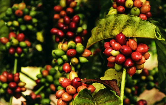 Valor Bruto da Produção (VBP) do agro alcançou R$ 1.41 trilhão em janeiro