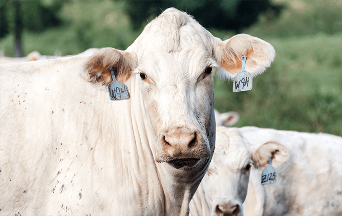 Boi: Com pressão compradora, preços da arroba caem