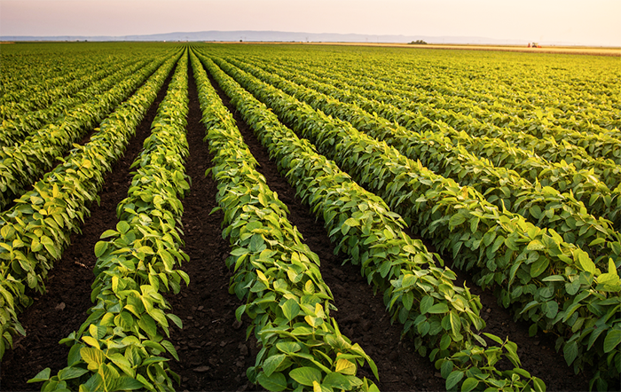 Colheita de soja em MS atinge 17,30% da área plantada; seca afeta 1.9 milhão de hectares