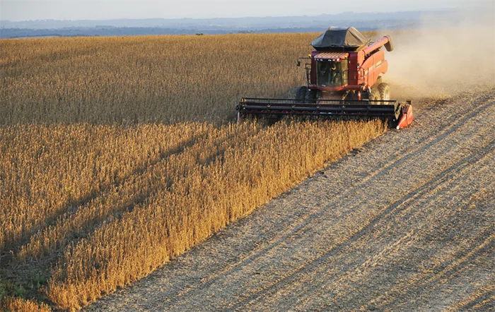 Soja: Com chuvas irregulares na América do Sul, preços reagem