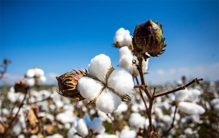 Cotonicultura brasileira acumula recordes e China estuda investimentos no setor em Mato Grosso