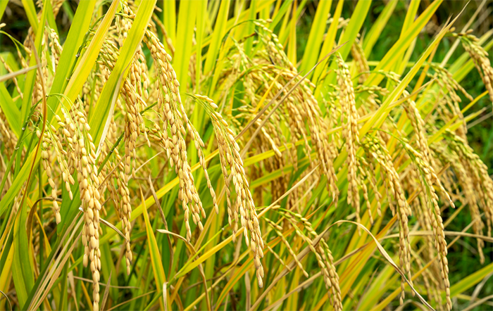 Preço de importação do arroz cai ao menor nível em dois anos