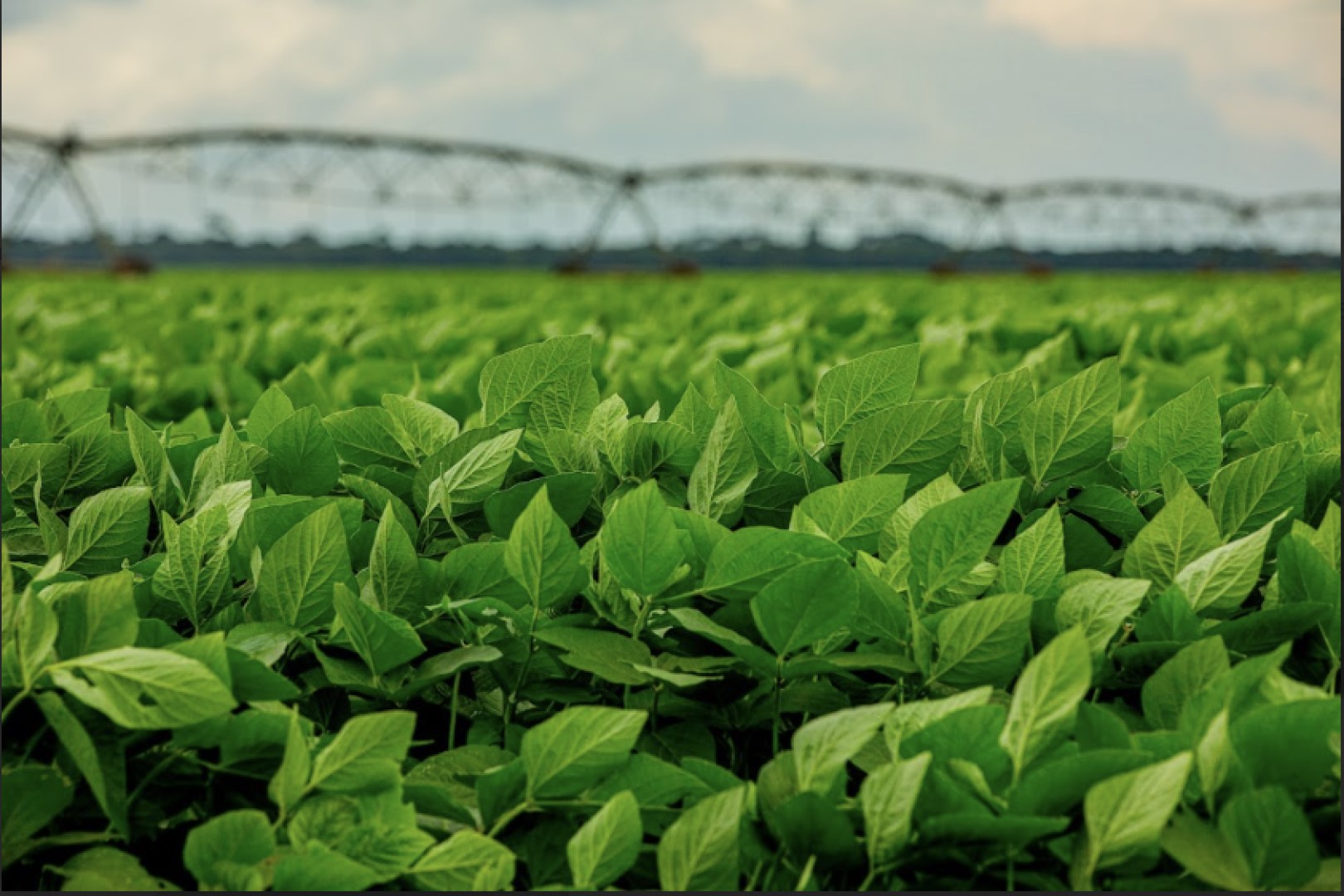 Agricultura Regenerativa: o que há de novo?