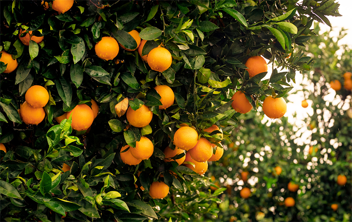 Com maior demanda, preços da laranja in natura reagem