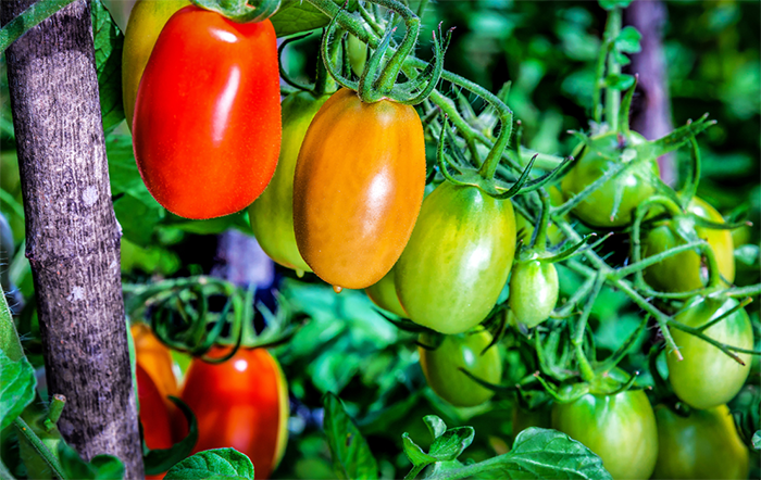 Conab e UnB lançam piloto para monitorar safras de produtos orgânicos, agroecológicos e da sociobiodiversidade