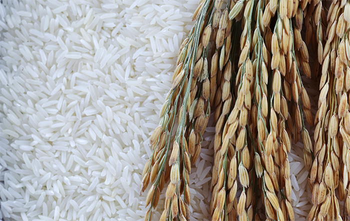Arroz: Indicador cai para o menor nível desde julho de 2022