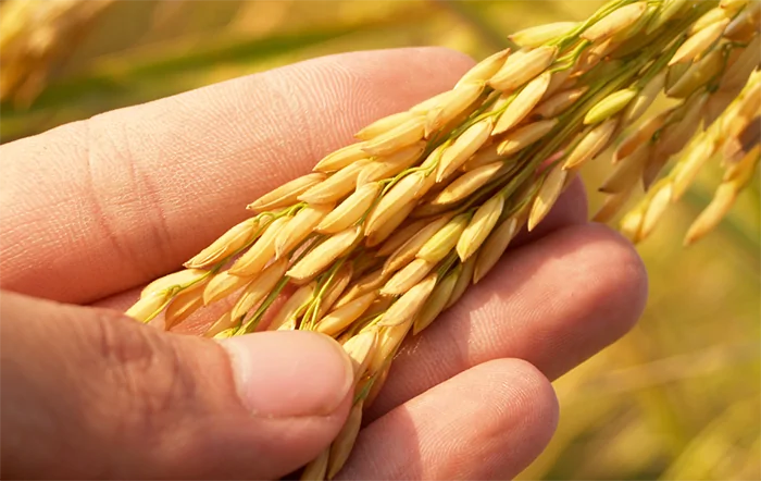 Arroz: Indicador atravessa abril na casa dos R$ 76,00 a saca e opera nos R$ 75,00 neste início de maio