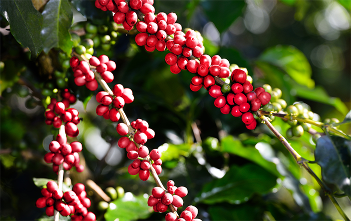 Produção de café registra recuperação de 2,70% em 2025, estimada em 55.7 milhões de sacas