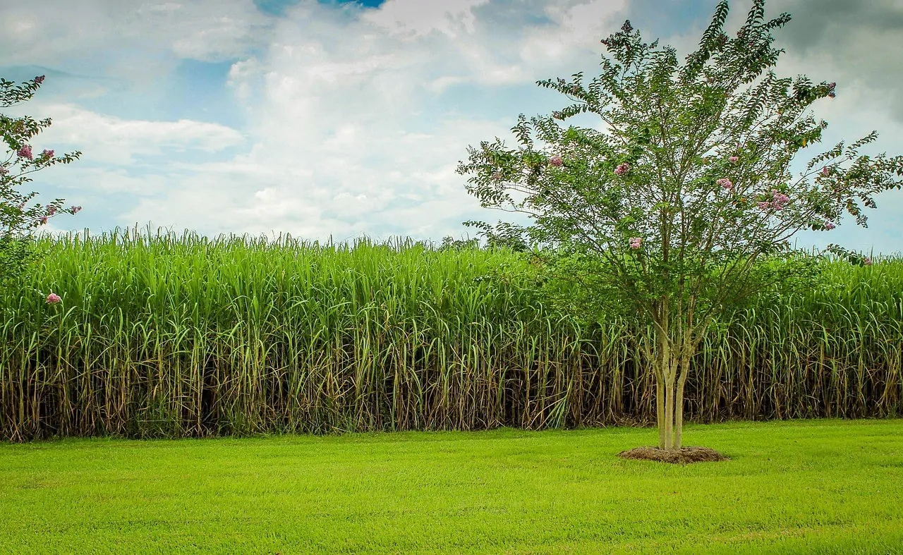 Cana-de-açúcar tem produção estimada em 663,4 milhões de toneladas na safra 2025/26
