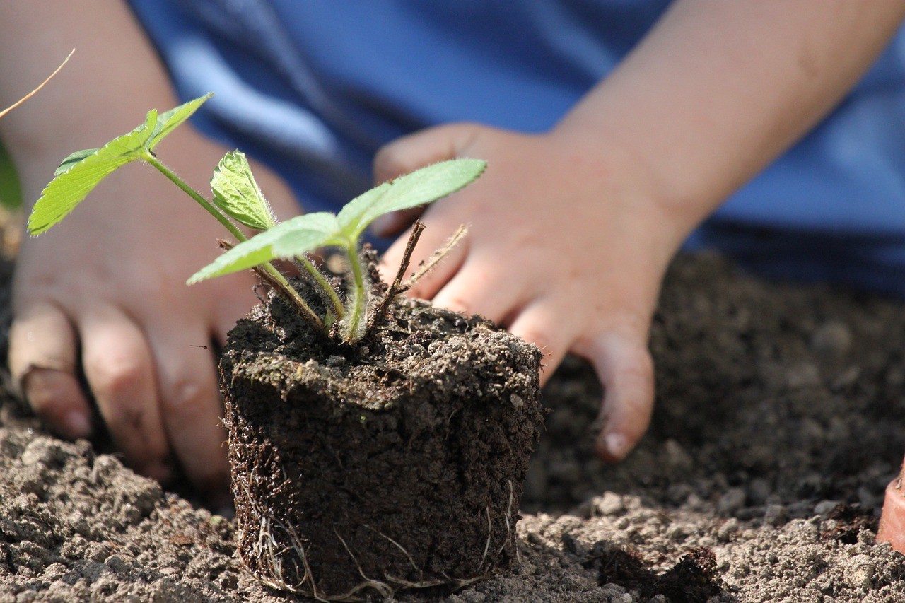 As raízes das plantas cultivadas fazem parte da solução climática. Por Xico Graziano