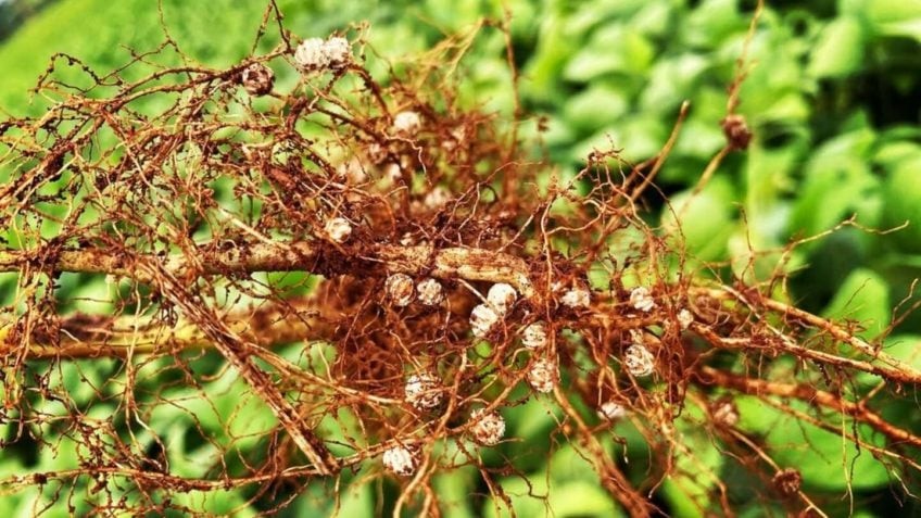A revolução neobiológica no agro brasileiro. Por Xico Graziano