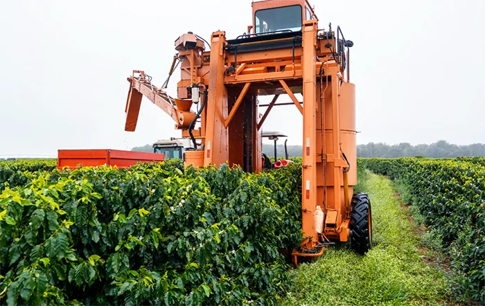 Colheita da safra 2025/26 de café inicia no Brasil; preços oscilam