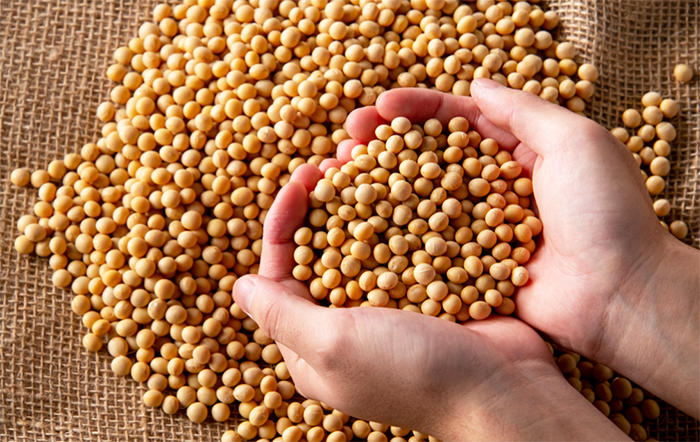 Soja: Maior interesse de venda pressiona cotações