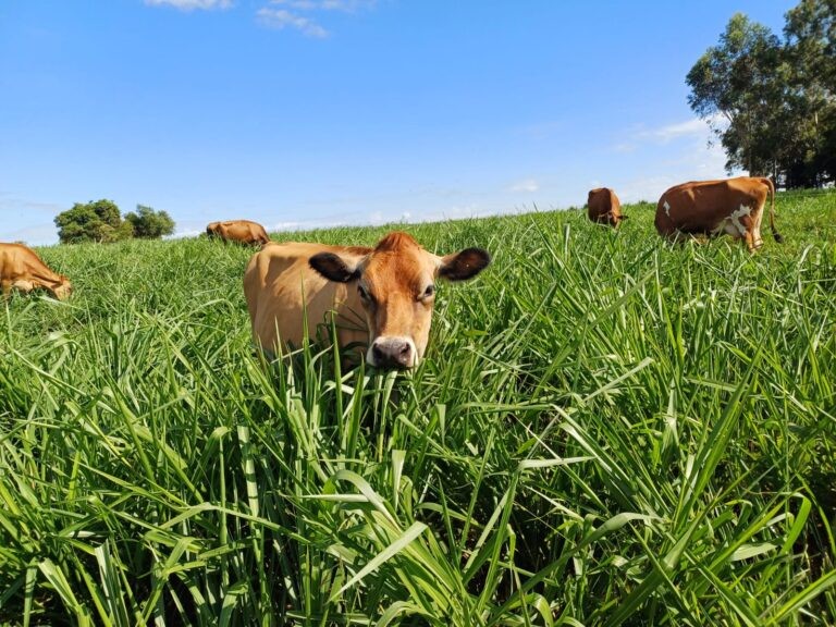Integração lavoura, pecuária e floresta podem ajudar na recuperação de áreas agrícolas