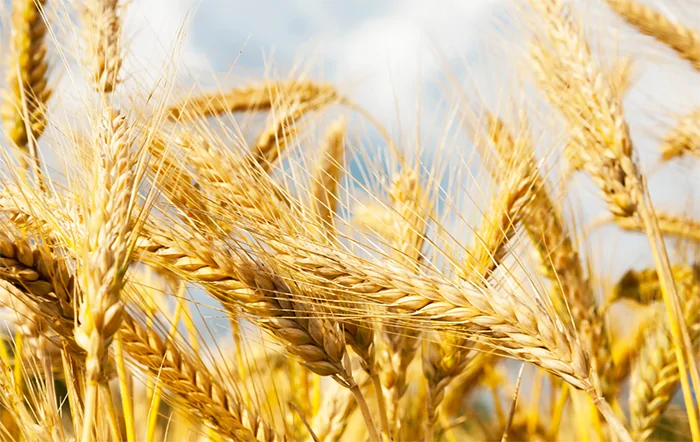 Trigo: Atenções do setor se voltam para o campo
