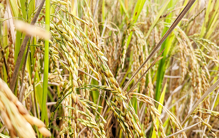 Arroz: Com novas quedas, Indicador volta a patamar de fevereiro de 2022