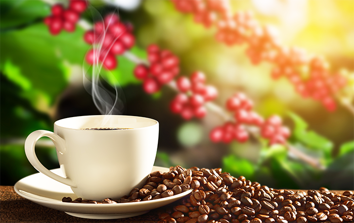 Café: Com queda de mais de 15% no mês, o Arábica volta a operar abaixo dos R$ 2.000,00