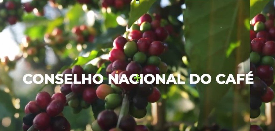 O avanço de uma das maiores iniciativas de sustentabilidade da cafeicultura mundial