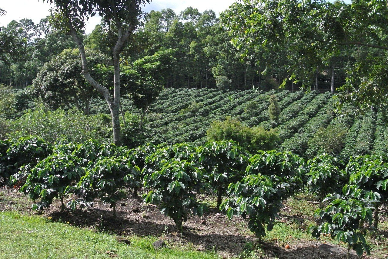 Portaria destina mais de R$ 7.187 bilhões do Funcafé para o Ano Safra 2025/2026