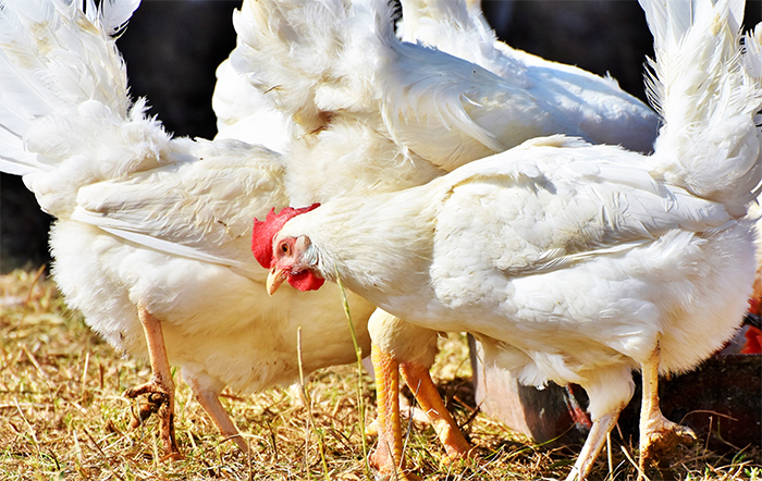 Frango: Queda do vivo pode interromper sequências de aumento do poder de compra