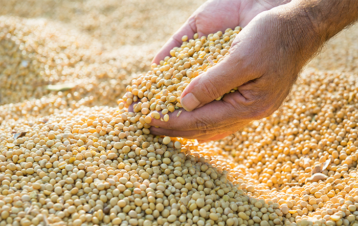 Soja: Óleo de soja se valoriza mais de 15% no mercado externo; prêmios caem no Brasil