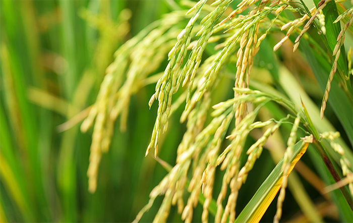 Arroz: Aquecimento na demanda mantém preço firme pela 3ª semana seguida