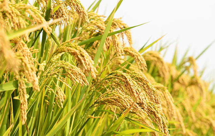 Arroz: Apesar de valorização mensal, preços acumulam forte queda no ano