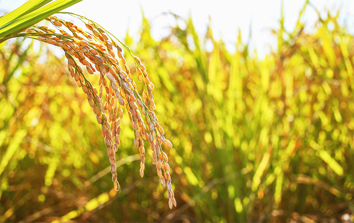Arroz: Preços sobem na semana, mas acumulam 5 meses de queda