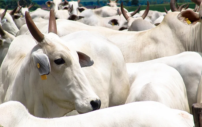 Pecuária bovina comemora movimentação aproximada de R$ 1 trilhão