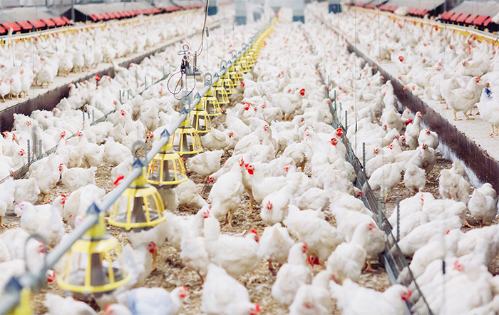 Frango: Poder de compra do avicultor reage nesta parcial de julho