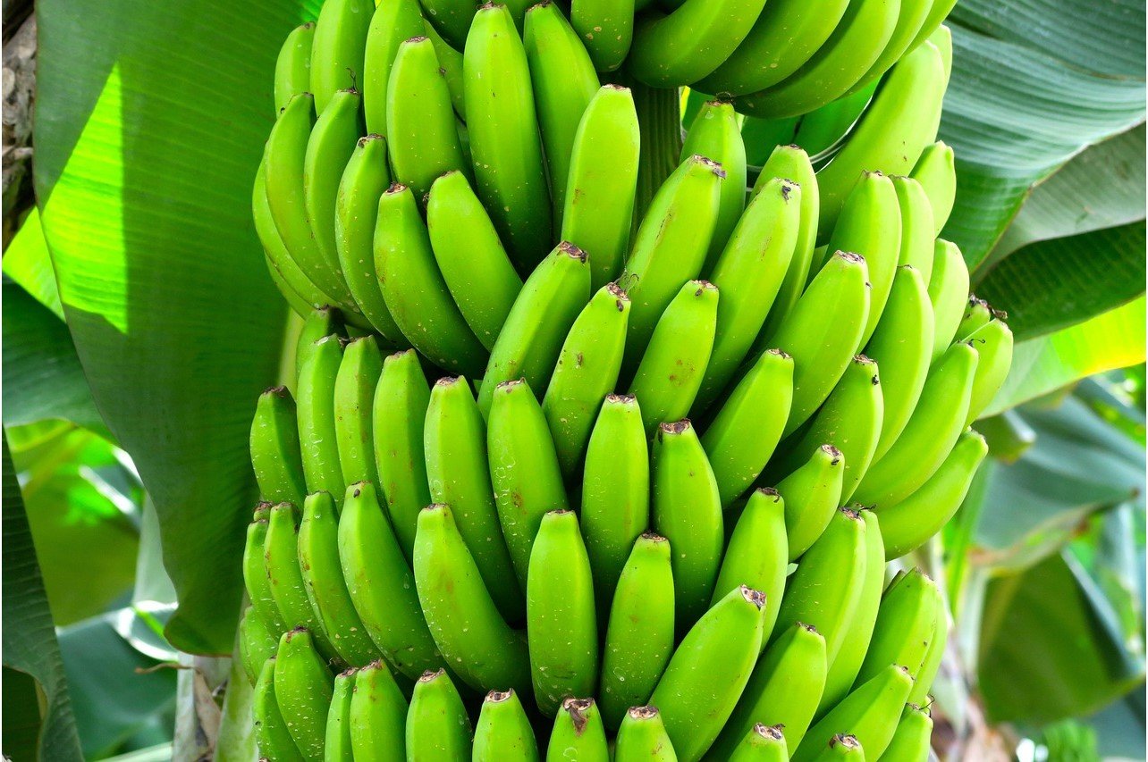 JÁ COMEU OU DEU UMA BANANA HOJE? Por Evaristo de Miranda