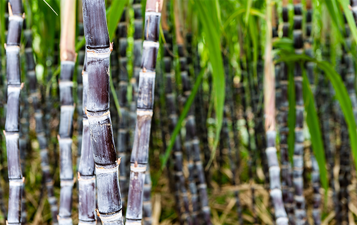 Centro-Sul processa 47.630 milhões de toneladas na 1ª quinzena de agosto
