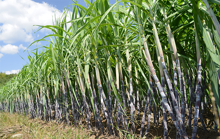 Moagem de cana totaliza 49.82 milhões de toneladas na primeira quinzena de julho
