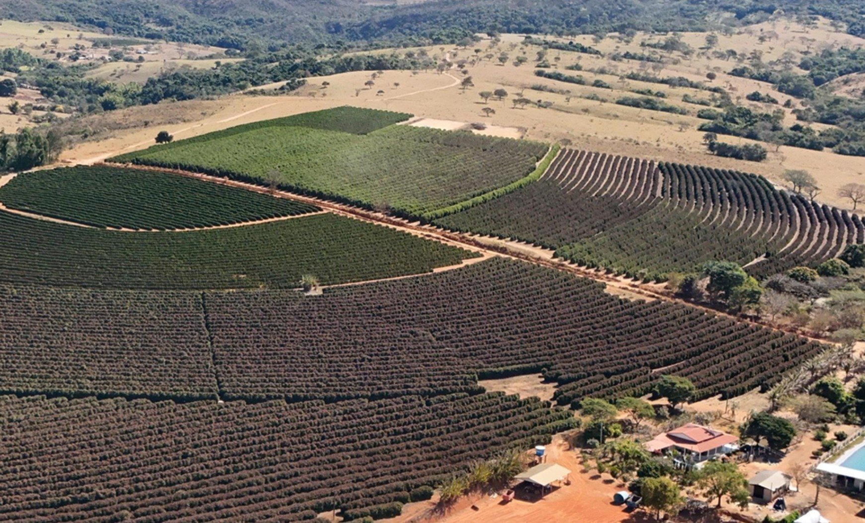 Produtores atingidos pelas geadas podem acessar recursos do Funcafé