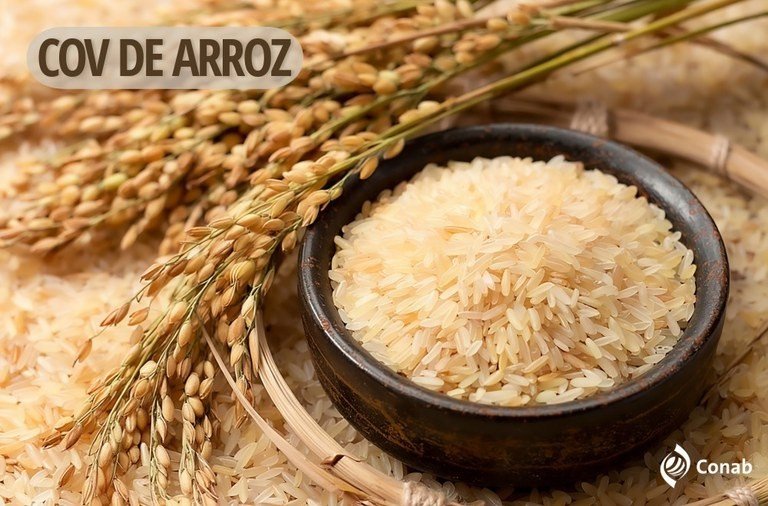 Conab poderá comprar até 110 mil toneladas de arroz por meio de Contrato de Opção de Venda