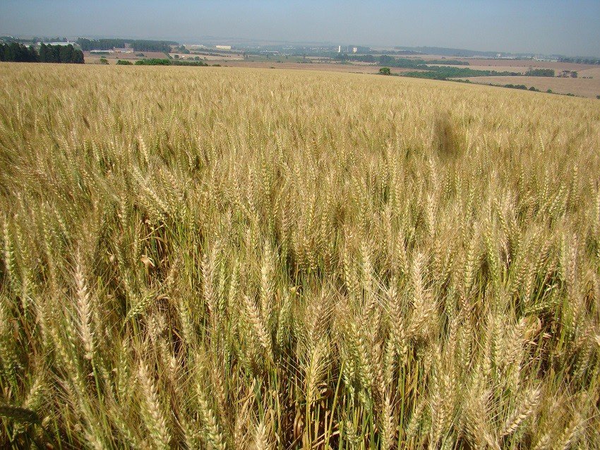 Sanidade e qualidade industrial elevadas são destaques da BRS Macuco