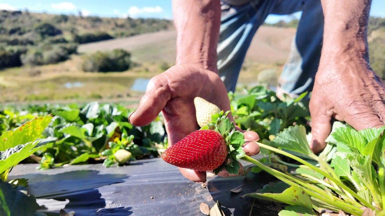 O morango do amor e a qualidade na fruticultura. Por Xico Graziano
