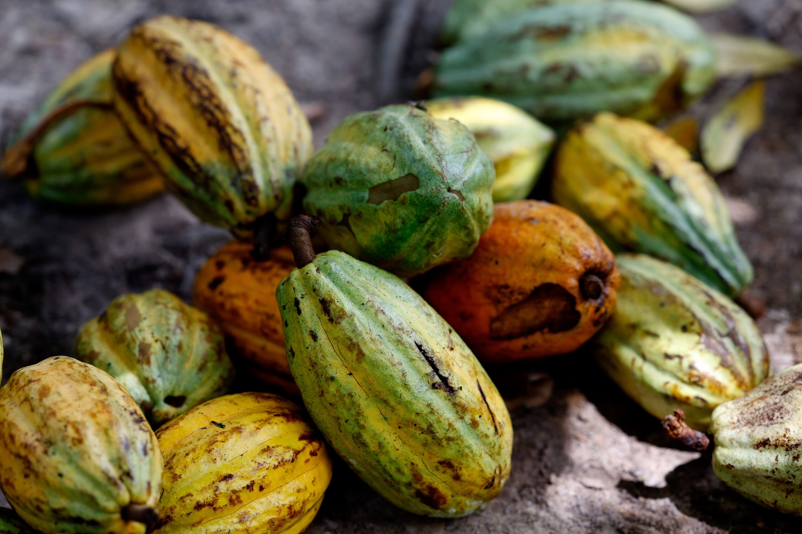 Cacau também é segmento muito impactado por taxação americana