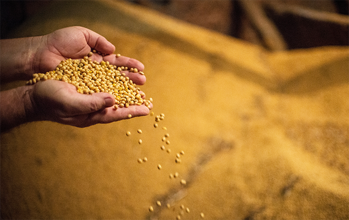 Superintendência-geral do CADE suspende Moratória da Soja por considerá-la anticompetitiva e prejudicial às exportações do grão