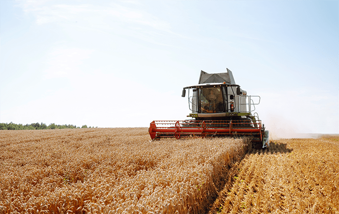 Trigo: Importações aumentam 20%; preços seguem em queda no Brasil