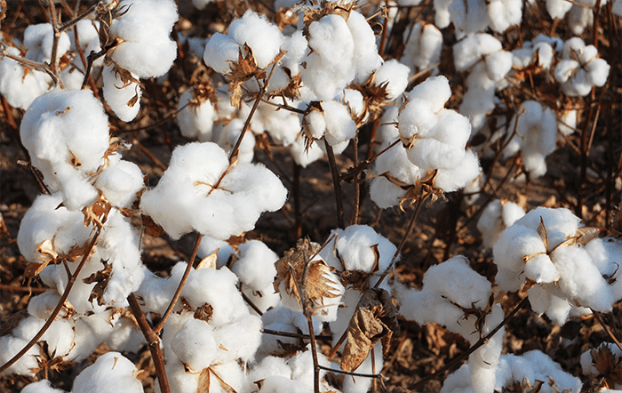 ABRAPA divulga estimativa de produção recorde para a safra 2024/2025