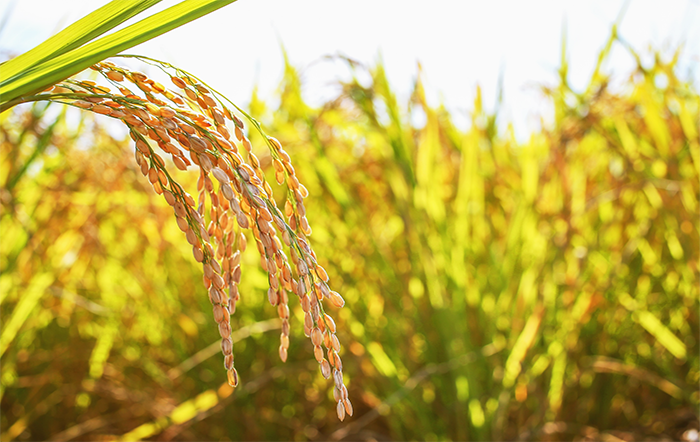 Arroz: Preços são os menores desde janeiro de 2022