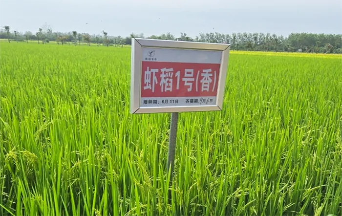 Delegação brasileira visita instituições de pesquisa em melhoramento genético de arroz-peixe na China