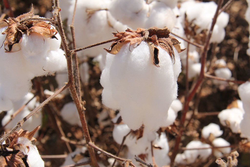 Algodão veste, alimenta e move o Brasil ao topo do mercado mundial. Por Evaristo de Miranda