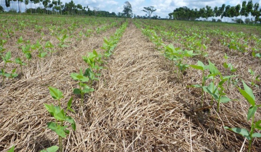 Os amigos da terra e o turismo agroambiental. Por Xico Graziano