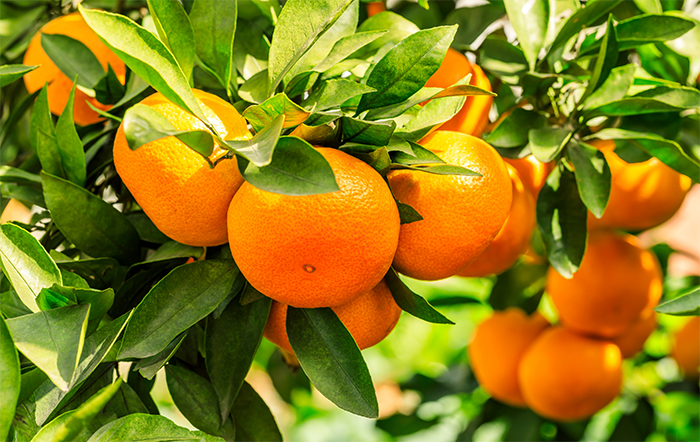Citros: Queda de frutos reduz estimativa da safra de laranja 2025/26