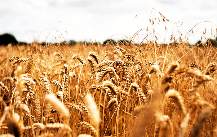 Preço médio do trigo no Paraná em setembro é o mais baixo desde abril/24