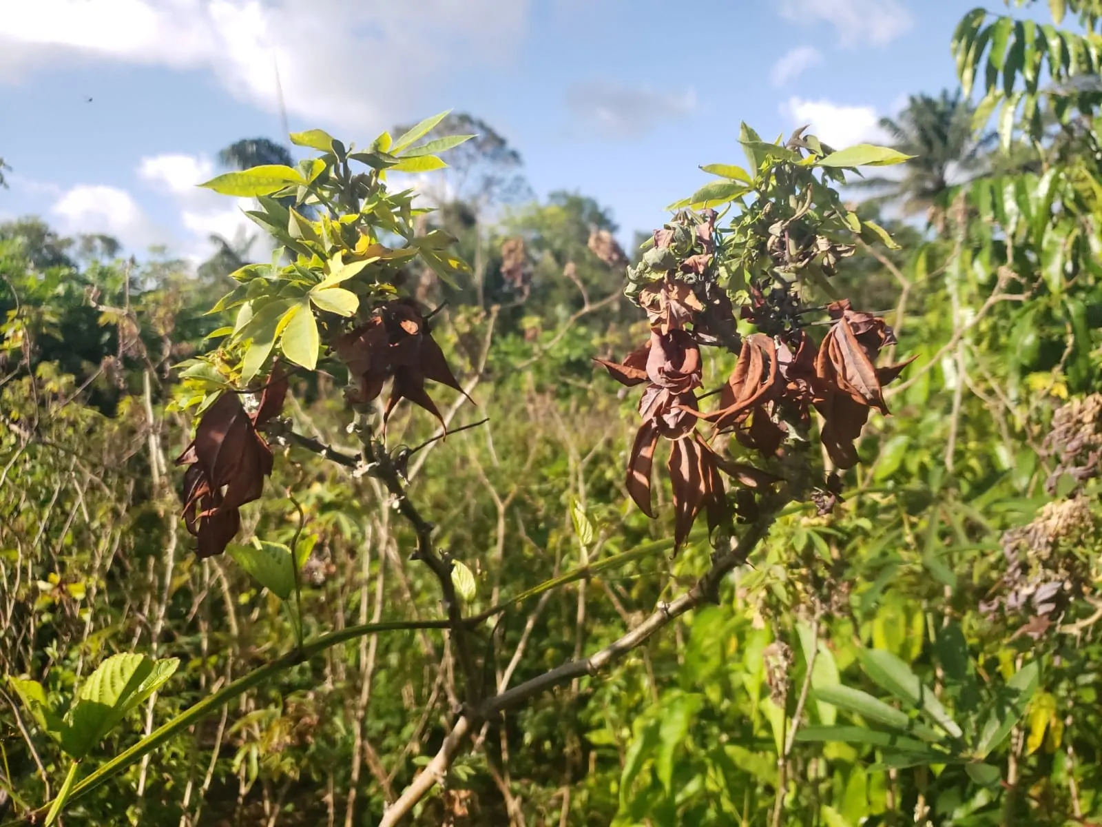 “Vassoura de bruxa” avança sobre plantações de mandioca no Amapá